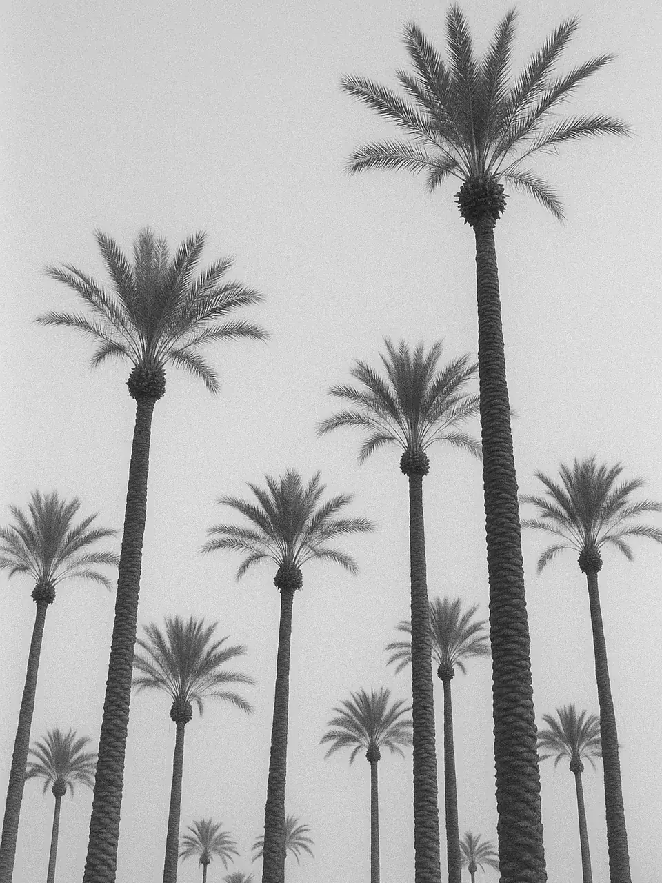 The palm trees of the Marrakech Palmeraie
